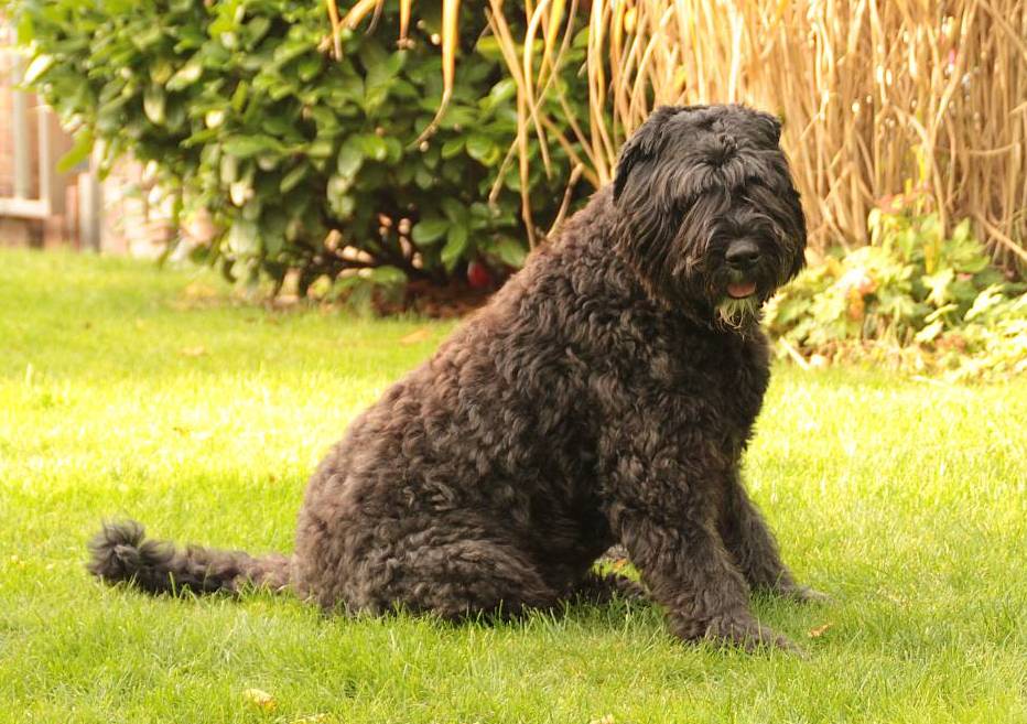 Cindy-Sunshine v. d. Overstoort - Bouvier des Flandres